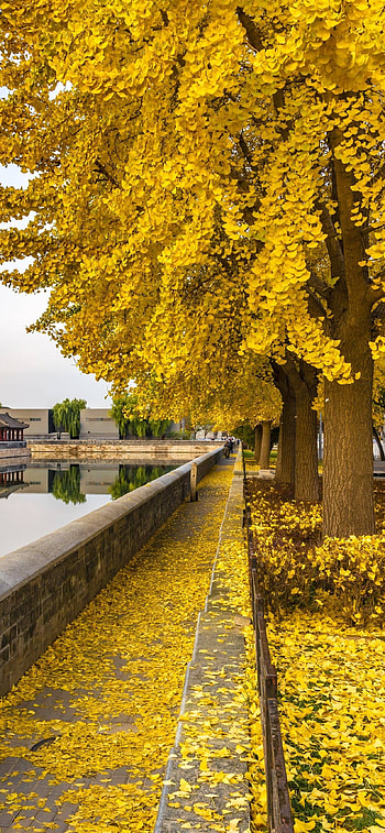 Ginkgo Biloba, Yellow leaves, Autumnal beauty, Vibrant HD phone wallpaper