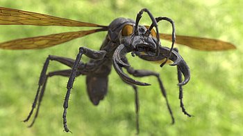Warrior Wasp, animal, warrior, wasp, insect HD wallpaper