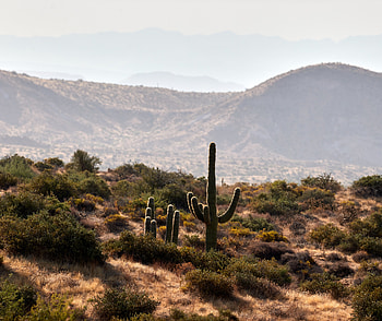 Nature, Bush, Prairie, Hills, Dahl, Distance, Cactus HD wallpaper