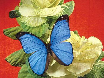Butterflies, Flowers, Insects HD wallpaper