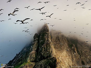 Landscape, Mountains, Seagulls HD wallpaper