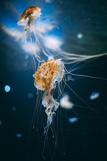 Animals, Jellyfish, Underwater World, Tentacles, Creatures HD phone wallpaper