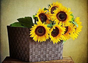 Flowers, Sunflowers, Leaves, Wall, Table, Basket HD wallpaper