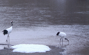 Animals, Birds, Heron, Shore, Bank, Couple, Pair, Stroll HD wallpaper
