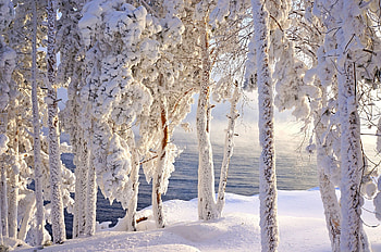 Winter, snow, white, iarna, nature, water, tree HD wallpaper