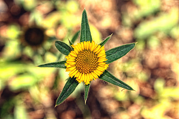 Flowers, Leaves, Flower, Blur, Smooth, Close-Up HD wallpaper