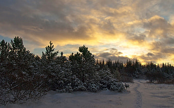 Nature, Trees, Sky, Snow, Evening, Ate HD wallpaper