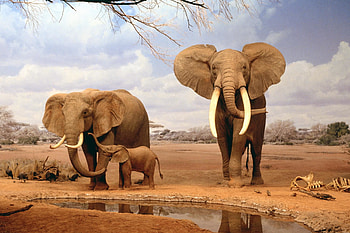 Africa Elephants Summer Animals | Full . HD wallpaper