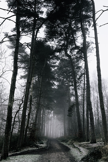 Winter, Nature, Trees, Snow, Forest, Fog, Branches, Gloomy, Gloomily HD phone wallpaper