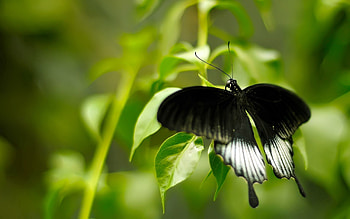 Grass, Macro, Butterfly HD wallpaper