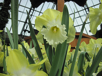 Pyramids Blooms Flowers 45, graphy, green, Flowers, garden, Daffodils HD wallpaper
