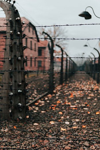 Miscellanea, Miscellaneous, Fence, Thorns, Spikes, Wire, Barbed Wire HD phone wallpaper
