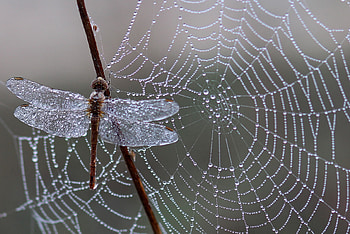 Ice, Web, Drops, Macro, Dragonfly HD wallpaper