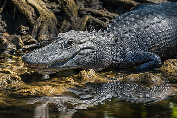 Alligator , Reptile kingdom, Wildlife graphy, Predator HD wallpaper