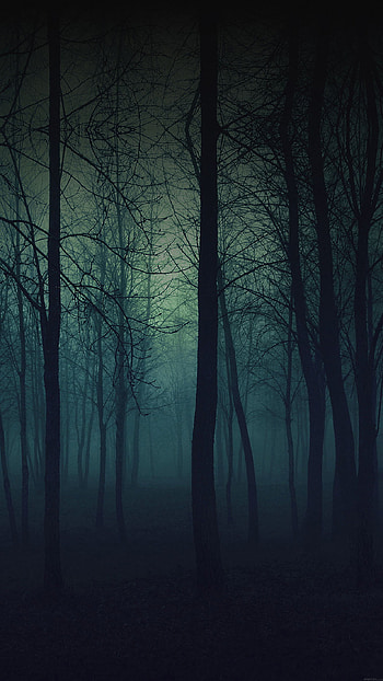 Foggy forest mountain, Mystical scenery, Serene beauty, Nature's embrace HD phone wallpaper