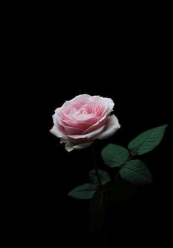 Flowers, Pink, Flower, Rose Flower, Rose, Petals, Bud HD phone wallpaper