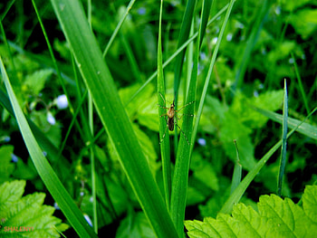 Grass, Insects HD wallpaper