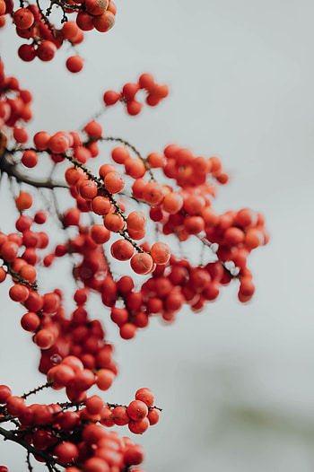Winter, Nature, Berry, Rowan HD phone wallpaper