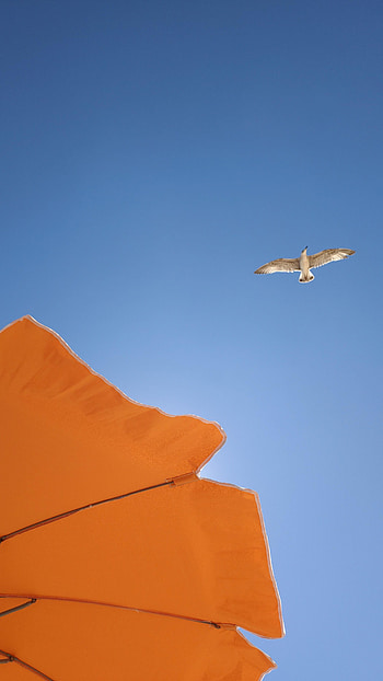 Animals, Sky, Bird, Flight, Seagull, Gull, Umbrella HD phone wallpaper
