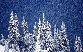winter, snow, tree, ice HD wallpaper
