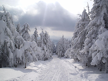 Landscape, Winter, Trees, Roads, Snow HD wallpaper
