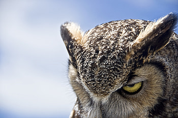 Animals, Sky, Owl, Eyes, Sight, Opinion, Evil HD wallpaper