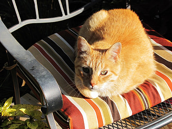 Autumn in the garden, sunshine, sweet, fall, garden, cat, fluffy, orange, autumn, lovely, look HD wallpaper