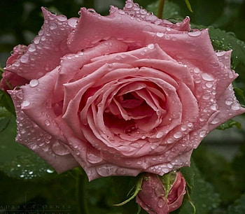 ROSE, pink, water, flower HD wallpaper