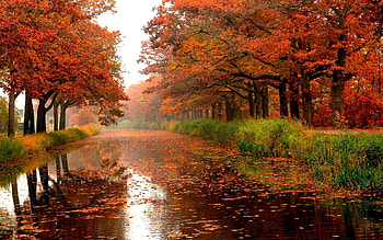 Autumn splendor, leaves, reflection, fall, autumn, branches, trees, splendor, foliage, rain HD wallpaper