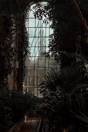 Plants, Dark, Window, Premises, Room, Greenhouse HD phone wallpaper