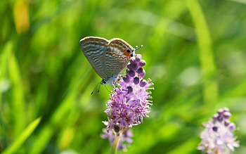 Grass, Flower, Macro, Blur, Smooth, Insect, Butterfly HD wallpaper