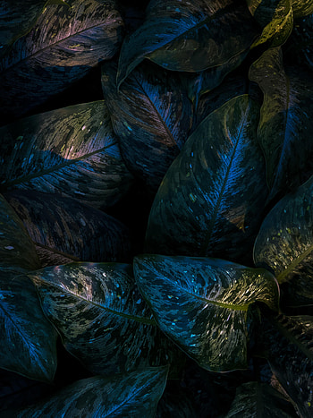 Leaves, Macro, Dark, Veins, Glossy HD phone wallpaper