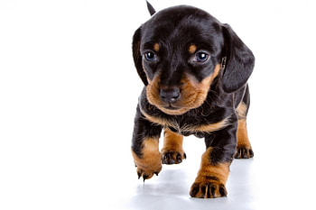 Dog, sweet, dogs, puppies, cute, beautiful, playful, playful dog, puppy, dog face, pretty, animals, face, lovely HD wallpaper