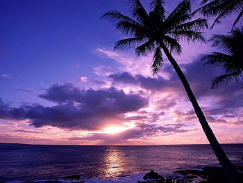 Landscape, Sunset, Sky, Sea, Sun, Palms HD wallpaper