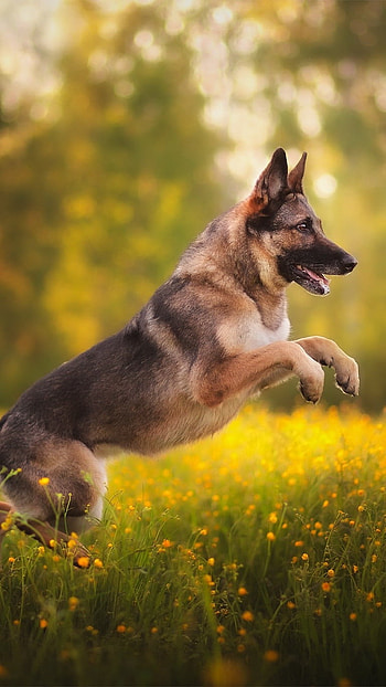 German Shepherd Dog, Jumping, dog HD phone wallpaper