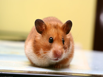 Animals, Muzzle, Kid, Tot, Rodent, Hamster, Eared HD wallpaper