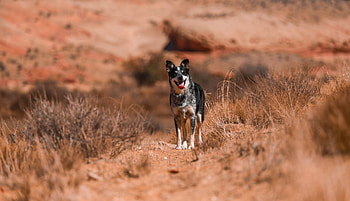 Dog, animal, puppy, nature HD wallpaper