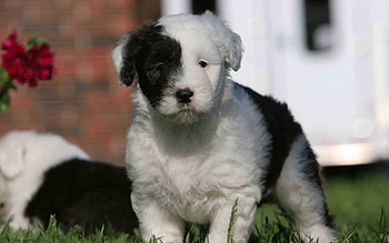 Animals, Grass, Muzzle, Spotty, Spotted, Puppy, English Shepherd HD wallpaper