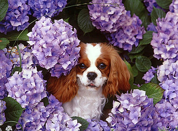 Dog in Flowers, dog, cool, flowers HD wallpaper