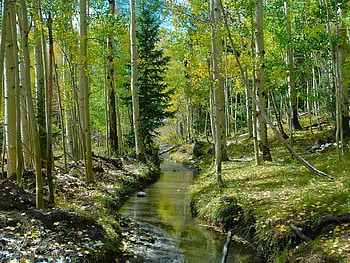 Aspen Forest, trees, aspen, forest, stream HD wallpaper