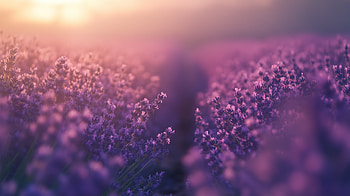Lavender Dreams: A Beautiful, lavender, lavender field, flower, nature HD wallpaper