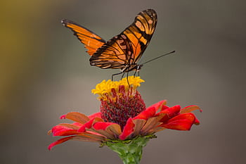 A vivid close-up of a butterfly perched on a vibrant red zinnia flower with blurred background. HD wallpaper