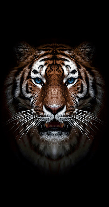 Tiger, head, whiskers HD phone wallpaper