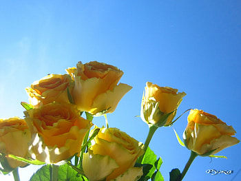 Plants, Flowers, Roses HD wallpaper