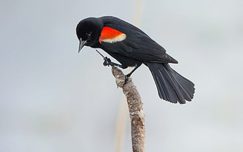 Common Blackbird, Graceful creatures, Charismatic birds, Natural wonders HD wallpaper