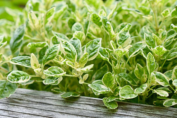 Marjoram companion plants, Grow marjoram, Thehometome HD wallpaper