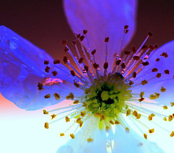 Cool Sunrise, cool blue, flower HD wallpaper