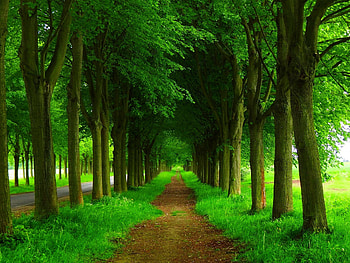 Greenery, , Path HD wallpaper