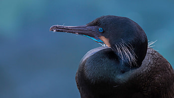Most popular cormorant , Captivating backgrounds, Avian splendor, Stunning visuals HD wallpaper