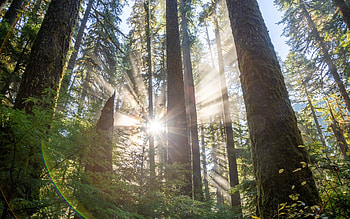 Sunburst in Rainforest, USA, trees, sunbeams, USA, forest HD wallpaper